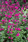SALVIA GREGGII RASPBERRY ROYALE