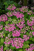 HYDRANGEA MACROPHYLLA DOUBLE FLOWERED