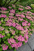 HYDRANGEA MACROPHYLLA DOUBLE FLOWERED