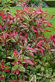 PHOTINIA X FRASERI PINK MARBLE