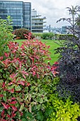 SHRUBS ON LONDON ROOF GARDEN