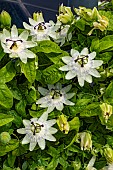 PASSIFLORA CAERULEA CONSTANCE ELLIOTT