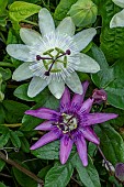 PASSIFLORA CAERULEA CONSTANCE ELLIOTT & PURPLE HAZE