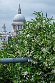 TRACHELOSPERMUM JASMINOIDES