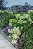 MIXED BORDER ON LONDON ROOF GARDEN
