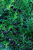 SCABIOSA ATROPURPUREA BLACK KNIGHT