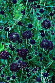SCABIOSA ATROPURPUREA BLCK KNIGHT