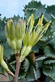 AGAVE POTATORUM