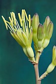 AGAVE POTATORUM