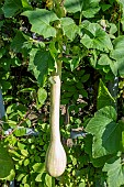 LAGENARIA SICERARIA