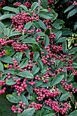 COTONEASTER X WATERERI