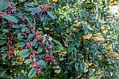 COTONEASTER X WATERERI & ROTHSCHILDIANA