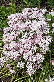 ALLIUM CAMELEON