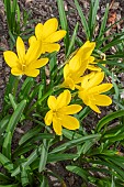STERNBERGIA LUTEA