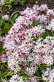 ALLIUM CAMELEON