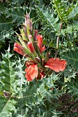 ACANTHUS SENNII
