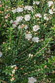 MYRTUS COMMUNIS SUBSP. TARENTINA