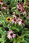 ECHINACEA IN AUTUMN