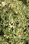 HEDERA ABORIAL FORM GOLDEN C.V.