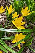 STERNBERGIA LUTIA