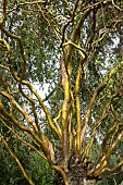 SALIX MATSUDANA TORTUOSA