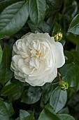 ROSA MACMILLAN NURSE