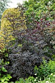 SAMBUCUS NIGRA F PORPHYOPHYLLA EVA  SYN SAMBUCU NIGRA F PORPHYOPHYLLA BLACK LACE