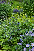 BLUE PERENNIAL BORDER