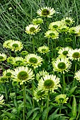 ECHINACEA GREEN JEWEL