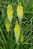 KNIPHOFIA PERCYS PRIDE