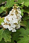 HYDRANGEA QUERCIFOLIA SNOW QUEEN