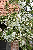 MALUS BREVIPE WEDDING BOUQUET