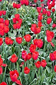 TULIPA SKY HIGH SCARLET