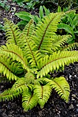 POLYSTICHUM POLYBLEPHARUM AGM