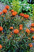EUPHORBIA GRIFFITHII FIREGLOW