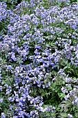 POLEMONIUM HEAVEN SCENT PBR