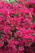 RHODODENDRON TOREADOR
