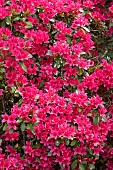 RHOHDODENDRON TOREADOR