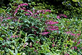 LAMPROCAPNOS SPECTABILIS