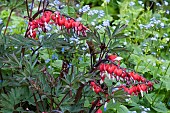LAMPROCAPNOS SPECTABILIS VALENTINE