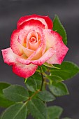 ROSA SHAMELESS