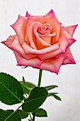 ROSA SHOWSTOPPER