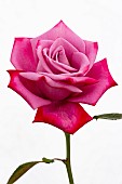 ROSA DR JOHN DICKMAN