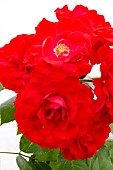 ROSA RED SPLENDOUR