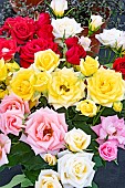 MINIATURE ROSES MIXED