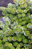 ABIES KOREANA KAHOUTS ICEBREAKER