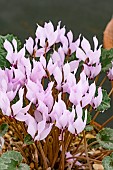 CYCLAMEN MIRABILE TILEBARN JAN