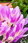 COLCHICUM ROSY DAWN