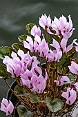 CYCLAMEN MIRABILE TILEBARN NICHOLAS