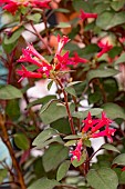 FUCHSIA SPARKY